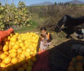 ၀မ်းတွင်းမြို့နယ် ဂုဏ်ကျေးရွာတွင် အသင်းသားမှ ချေးငွေဖြင့်လုပ်ငန်းဆောင်ရွက်ထားရှိမှု