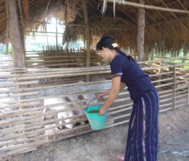 ၀မ်းတွင်းမြို့နယ် ဉာဏ်ကန်ကျေးရွာတွင် အသင်းသားမှချေးငွေဖြင့် လုပ်ငန်းဆောင်ရွက်ထားရှိမှု